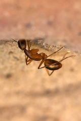 Camponotus maculatus