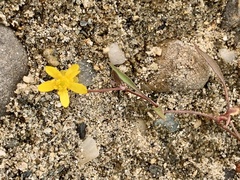 Ranunculus flammula