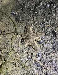 Asteroidea
