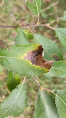 Heterarthrus microcephalus