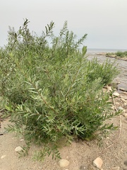 Salix exigua