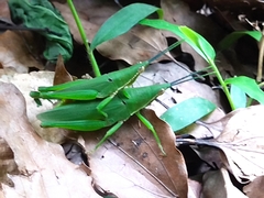 Atractomorpha sinensis