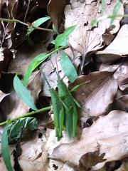 Atractomorpha sinensis