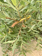 Salix exigua