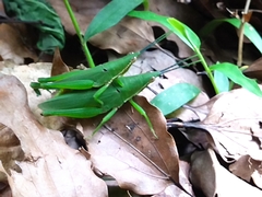 Atractomorpha sinensis