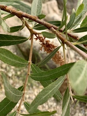 Salix exigua