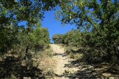 Quercus rotundifolia
