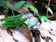 Atractomorpha sinensis