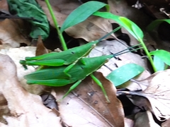 Atractomorpha sinensis