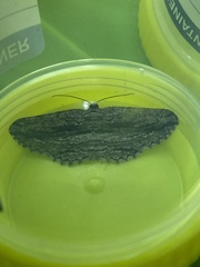 Scioglyptis canescaria