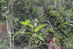 Lampornis clemenciae
