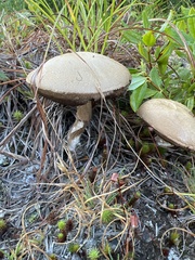 Leccinum holopus