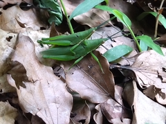 Atractomorpha sinensis