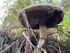 Leccinum holopus