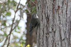 Cormobates leucophaea