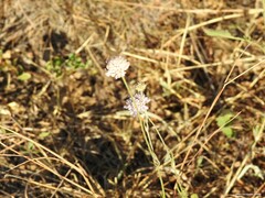 Scabiosa columbaria