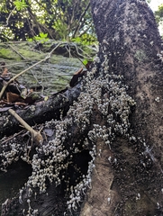 Schizophyllum commune