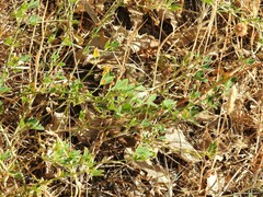 Medicago sativa