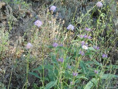 Scabiosa columbaria