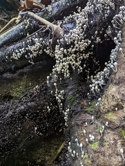 Schizophyllum commune