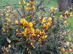 Pultenaea largiflorens