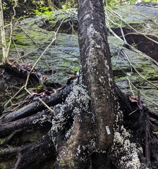 Schizophyllum commune