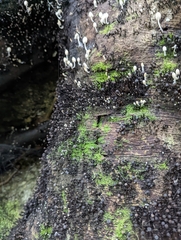 Schizophyllum commune