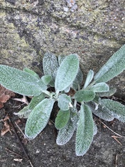 Stachys byzantina
