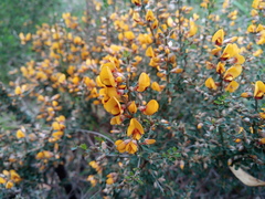 Pultenaea largiflorens