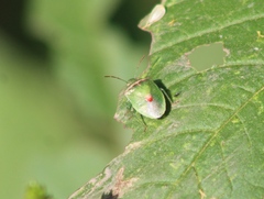 Cyptocephala