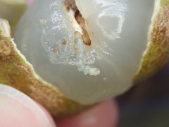 Conopomorpha sinensis