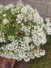 Lobularia maritima