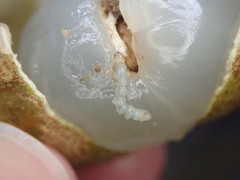 Conopomorpha sinensis