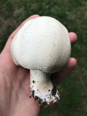 Basidiomycota