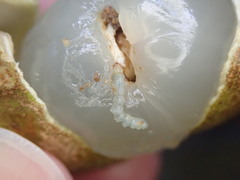 Conopomorpha sinensis