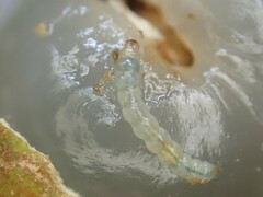 Conopomorpha sinensis