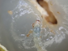 Conopomorpha sinensis