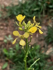 Diplotaxis muralis