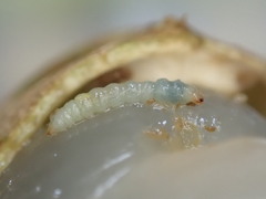 Conopomorpha sinensis