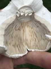 Basidiomycota