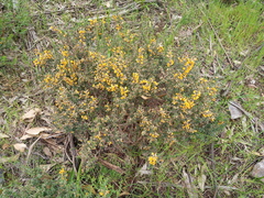 Pultenaea largiflorens