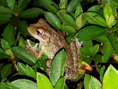 Osteopilus septentrionalis