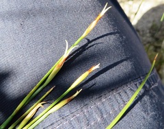 Hypodiscus willdenowia