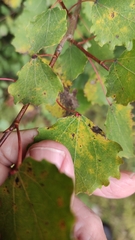 Eriophyes diversipunctatus