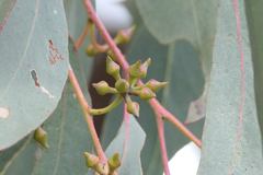 Eucalyptus macrorhyncha