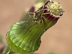 Harmostes reflexulus