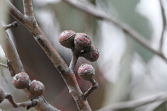 Eucalyptus macrorhyncha