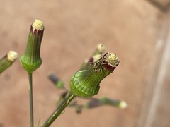 Harmostes reflexulus