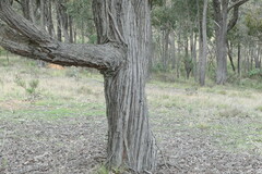 Eucalyptus macrorhyncha