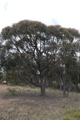 Eucalyptus macrorhyncha